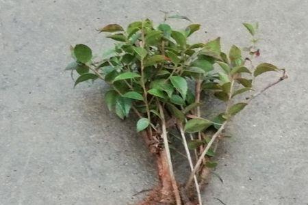 乌饭树树桩掉叶子怎么办