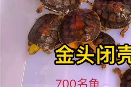 金头龟可以一直深水养吗