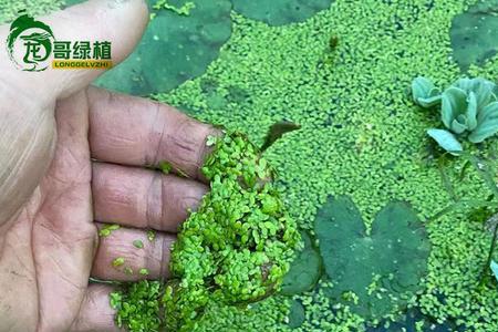 芝麻浮萍的养殖方法