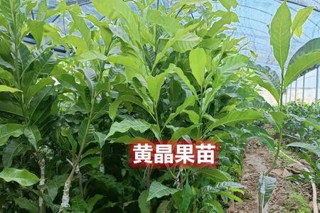 黄晶果树惹毛毛虫吗