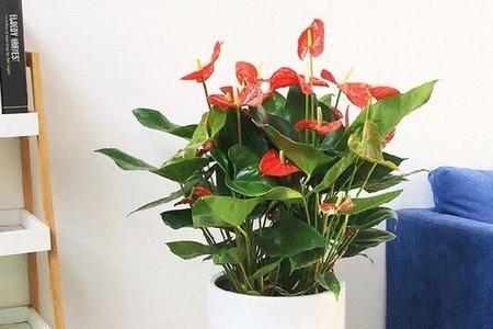 红掌和鸿运当头哪个贵