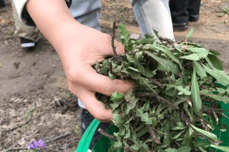 塘沽哪里有挖野菜的地方