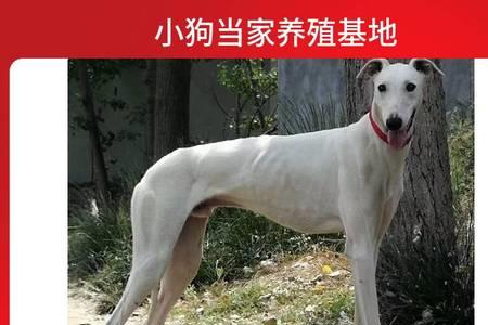 惠比特犬跟格力犬哪个速度快