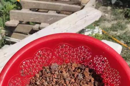 蜂窝煤渣浸泡多久可种多肉