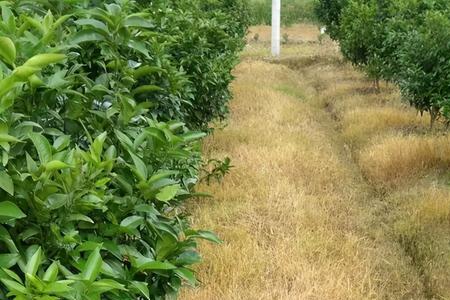 春多多除草剂和草甘膦区别