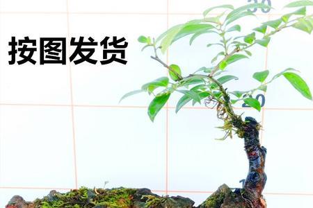 乌饭树那么漂亮为什么做盆景少