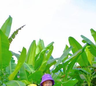 春稻田是什么意思