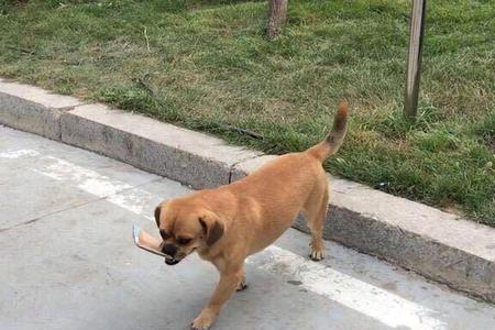 中华田园犬适合在楼房养吗