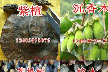 沉香菜种子能种吗