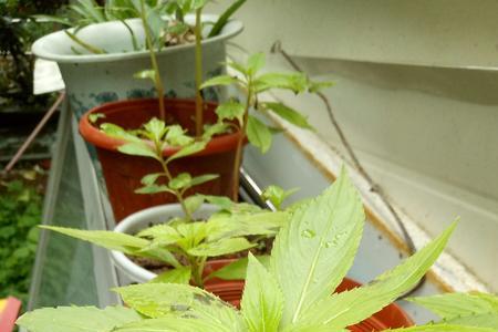凤仙花和芝麻是不是同属