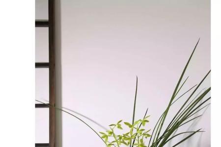 兰芽单独移栽会成活吗