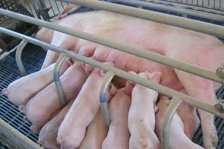夏季母猪体温多少正常