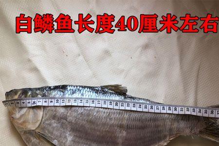 白鳞鱼与快鱼的区别