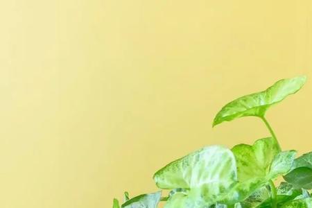 花椒树能水培生根吗