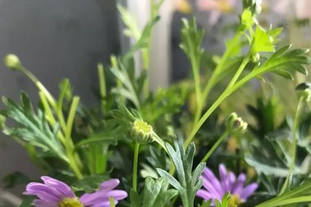姬小菊晚上花为什么闭合