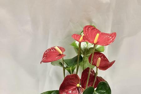 荷兰红掌的寓意是什么