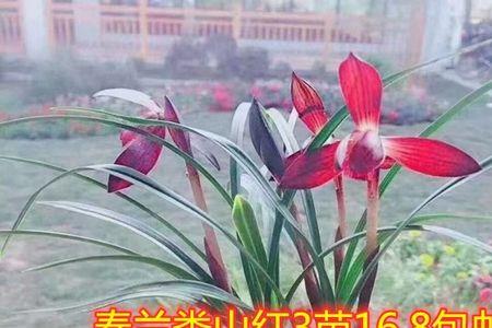 大中华兰花特征