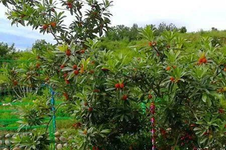 杨梅幼树35度高温管理技术