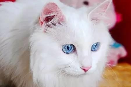 凤凰和猫头明白了什么道理
