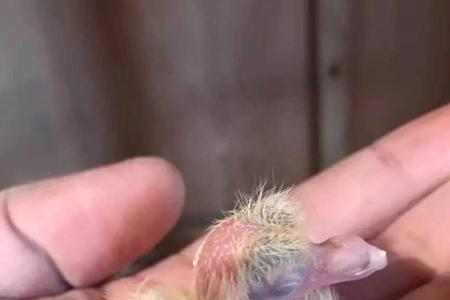手养幼鸽第几天可以喂鸽粮