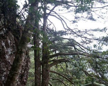 古山森林公园有多大
