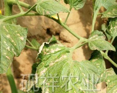 噻唑锌可以和矿物油混用吗
