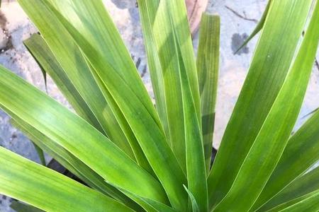 属虎能养龙须树