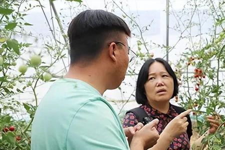 农业；西红柿加枸杞一起种植