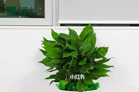 万年青跟龟背竹哪种好养