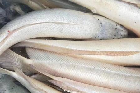 白甲细鳞鱼怎样钓