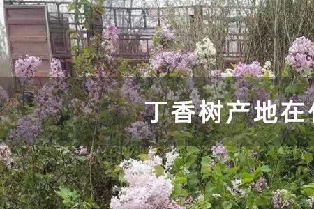 贺兰山野生丁香树有几种