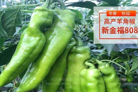 金富175辣椒定植后多久采收