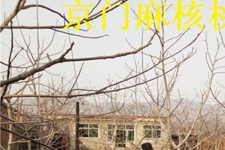 麻核桃秋季什么时候嫁接