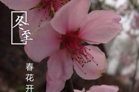 春花开近义词