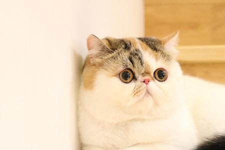 加菲猫可以饿几天
