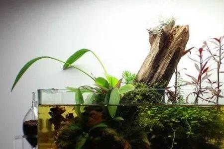 枝桠虾虎吃沉木吗