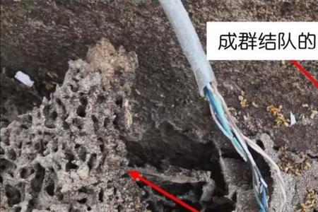白蚁防治员为什么没人做