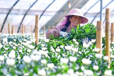 花农小蒋菊花怎么管理