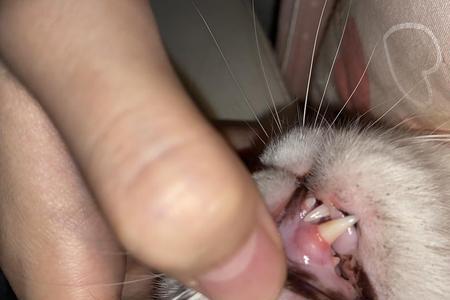 猫的牙印是什么样子