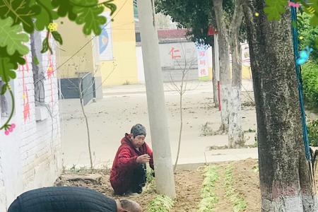 花木成畦是成语