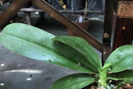 蝴蝶兰烂根后的水苔还能用吗