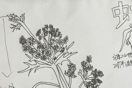 蛇床子花语和象征