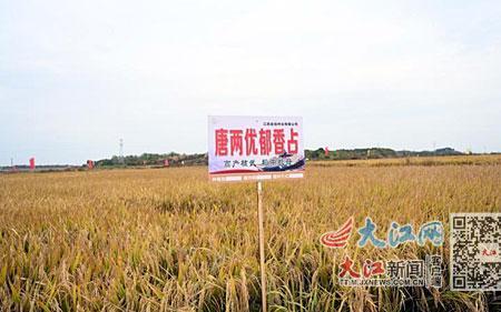 又香优郁香介绍