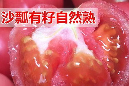 湖北露天小番茄什么时间移栽