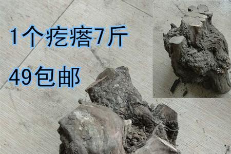 火琉璃树排名第几