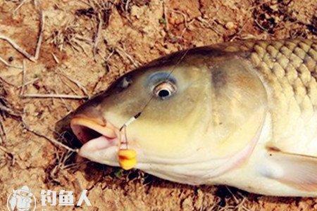 手杆珠珠钓法