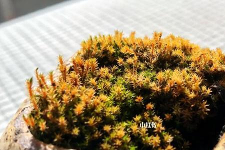 青苔是天然的指南针吗