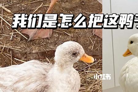 刚入手的小柯尔鸭不吃饭咋办