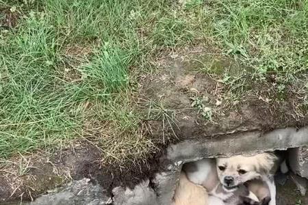 两个狗住一窝好还是住两个窝