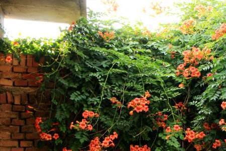 凌霄花入秋后就掉叶子